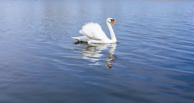 Ruhige Szene mit schönem weißen Schwan, der auf ruhigem Wasser schwimmt