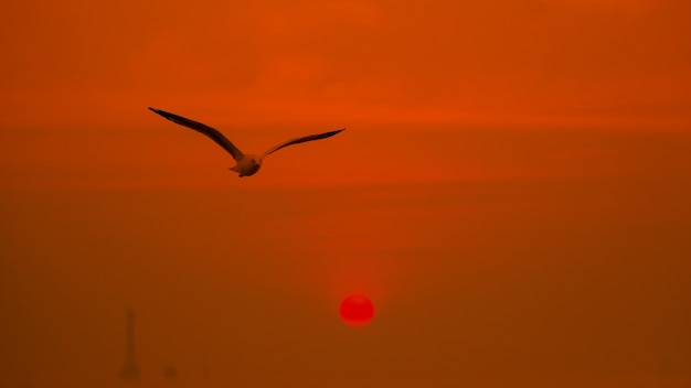 Ruhige Szene mit Seemöwenfliegen bei Sonnenuntergang