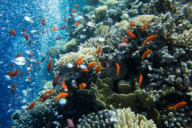 Ruhige Unterwasserszene mit Kopierraum