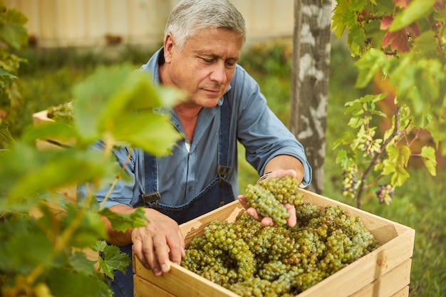 Ruhiger älterer Mann, der neben einer Holzkiste kniet und frisch gepflückte Trauben betrachtet grape