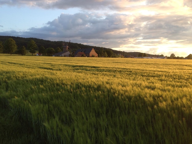 Ruhiger Blick auf das Feld