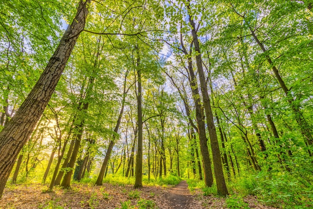 Ruhiger Blick auf den grünen Frühlingswald. Frische Laubwaldnatur mit schönem Weg, Sonnenstrahl