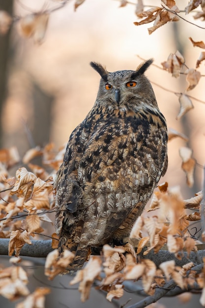 Ruhiger eurasischer Uhu, der unter buntem Herbstlaub über die Schulter blickt