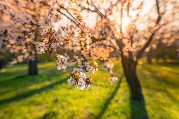 Ruhiger Frühling blühende Kirsche Naturblumennahaufnahme und verschwommener Waldhintergrund Idyllische Natur