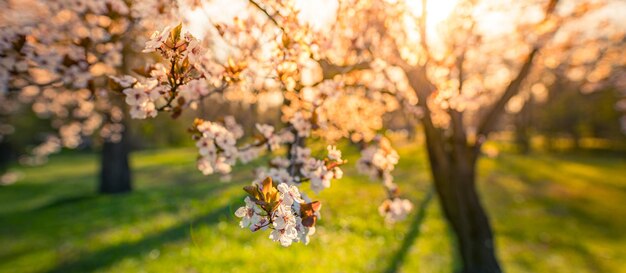 Ruhiger Frühling blühende Kirsche Naturblumennahaufnahme und verschwommener Waldhintergrund Idyllische Natur