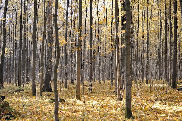 Ruhiger Herbstpark mit abgefallenen Blättern - Herbstlandschaft