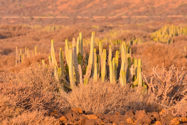 Foto ruhiger kaktus-wüsten-sonnenuntergang in teneriffa kanarische insel