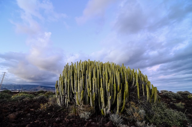 Ruhiger Kaktus-Wüsten-Sonnenuntergang in Teneriffa Kanarische Insel