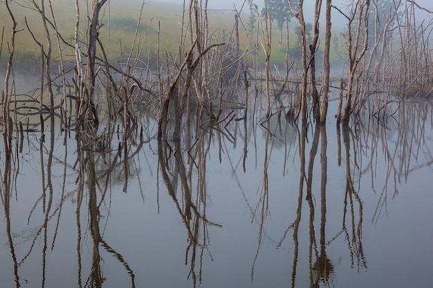 Ruhiger, nebliger Herbstmorgensonnenaufgang am Rande toter Bäume eines Sees