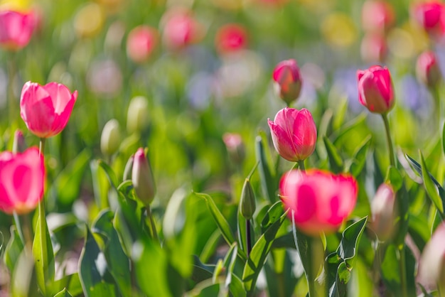 Ruhiger schöner Blumenstrauß rosa Tulpen in der Frühlingsnaturnahaufnahme für Kartendesign und Netzschablone