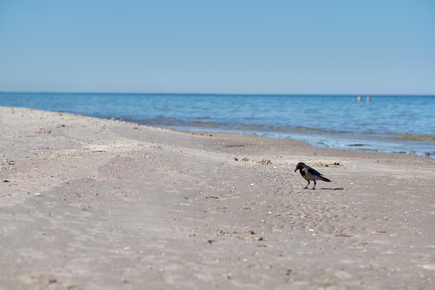 Ruhiger und friedlicher Ozean Ruhiger und friedlicher Strand und Ozean