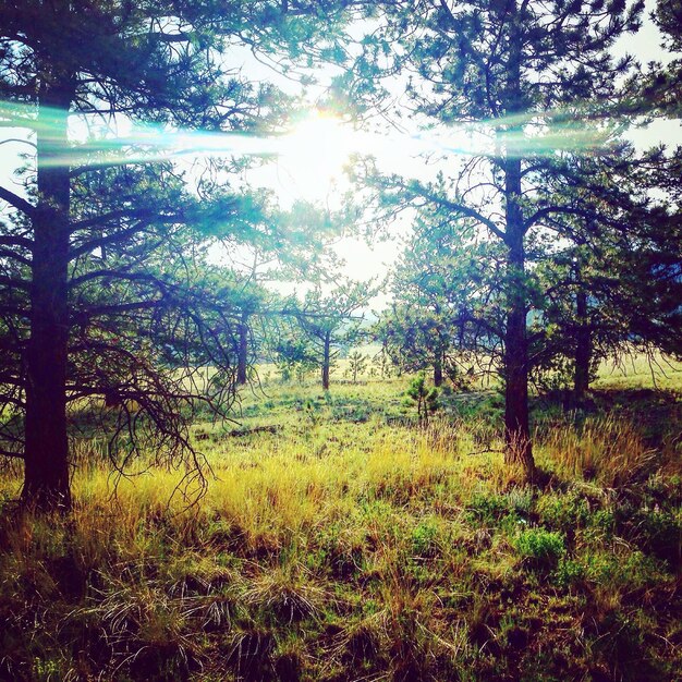 Foto ruhiger wald im sonnenlicht