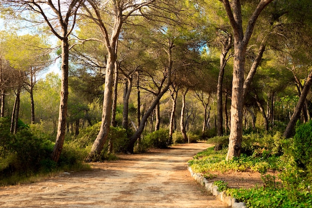 Ruhiger Weg durch einen Pinienhain in Spanien bei Sonnenuntergang.