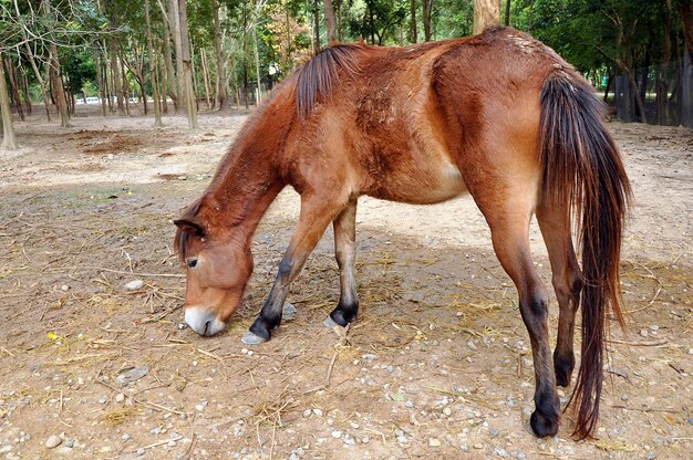 Foto ruhiges pferd in der natur