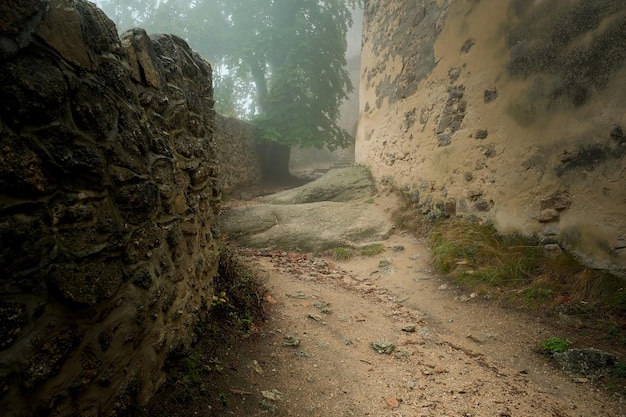 Ruina castillos mediana edificios antiguos antiguo castillo de piedra edificio en el bosque castillo cubierto de árboles