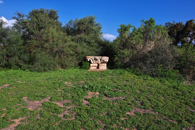 Ruinas antiguas Salamina, Chipre del Norte