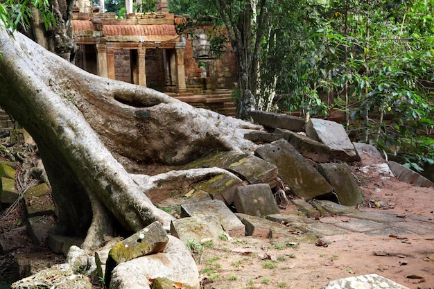 Ruinas antiguas del templo de Ta Prohm en Angkor Camboya