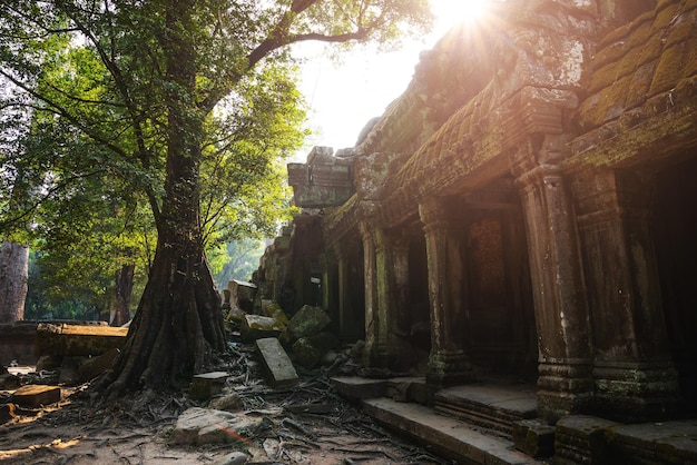 Ruinas del antiguo templo Khmer en Siem Reap Camboya