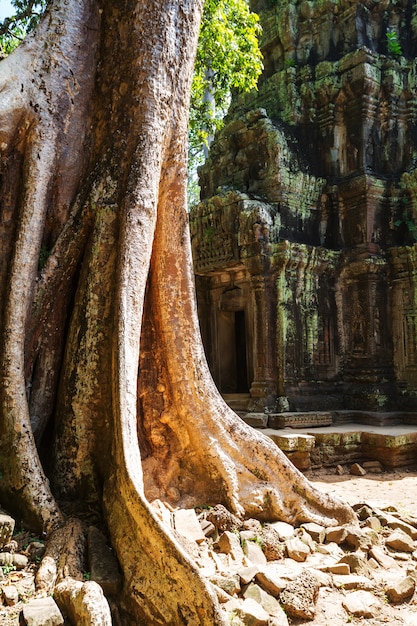 Ruínas da antiga civilização Khmer de Angkor perto de Siem Reap, Camboja