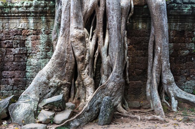 Ruínas do templo de Ta Prohm