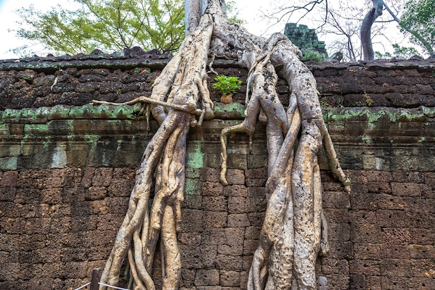 Ruínas do templo ta prohm em angkor wat em siem reap