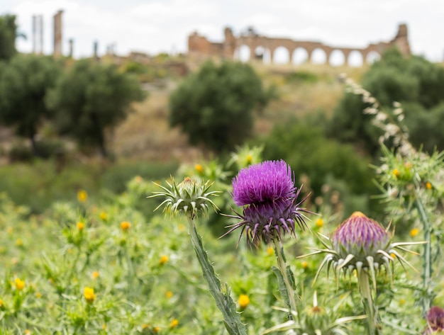 Ruínas em Volubilis Marrocos