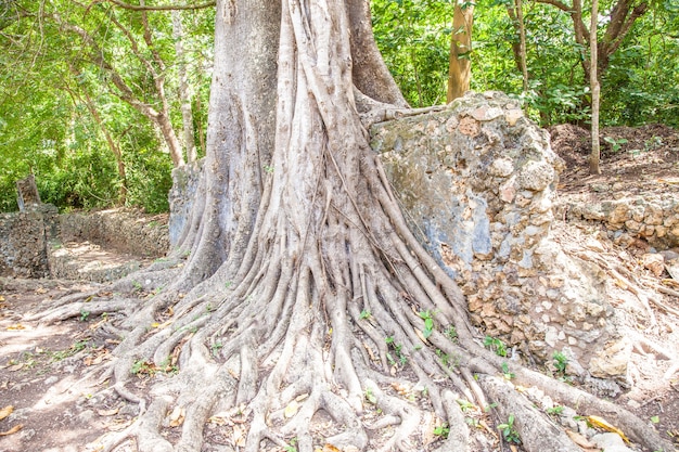 Las ruinas de Gede en Kenia son los restos de una ciudad suajili, típica de la mayoría de las ciudades a lo largo de la costa de África Oriental.