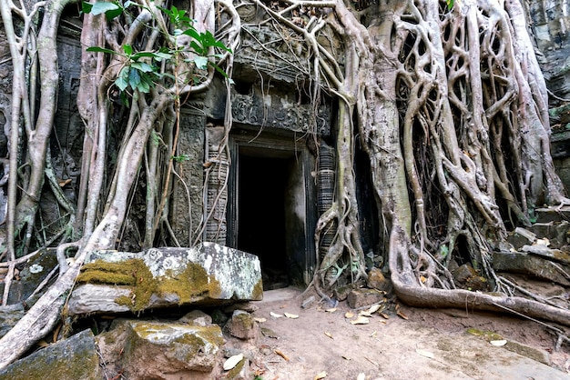 Las ruinas del templo Ta Phrom y las raíces de los árboles enredados en Angkor, Siem Reap, Camboya