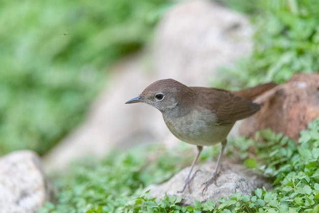 Ruiseñor común, ruiseñor rufo o ruiseñor (Luscinia megarhynchos) Málaga, España