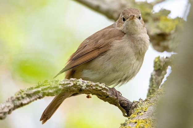 Ruiseñor Luscinia megarhynchos es un pequeño pájaro común en aiguamolls emporda girona españa