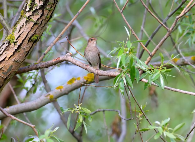 Ruiseñor (Luscinia megarhynchos) filmado sentado en la rama de un árbol entre hojas verdes