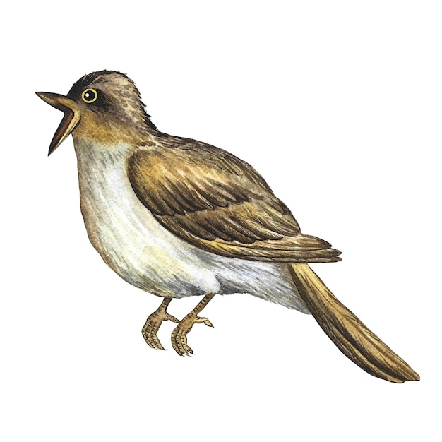 Un ruiseñor un pájaro cantor Ilustración acuarela dibujada a mano