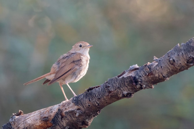 Ruiseñor rufo común ruiseñor o ruiseñor Luscinia megarhynchos Málaga España