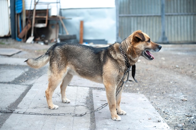 ruivo com um cachorro castanho lindo corre preso fora de sua língua