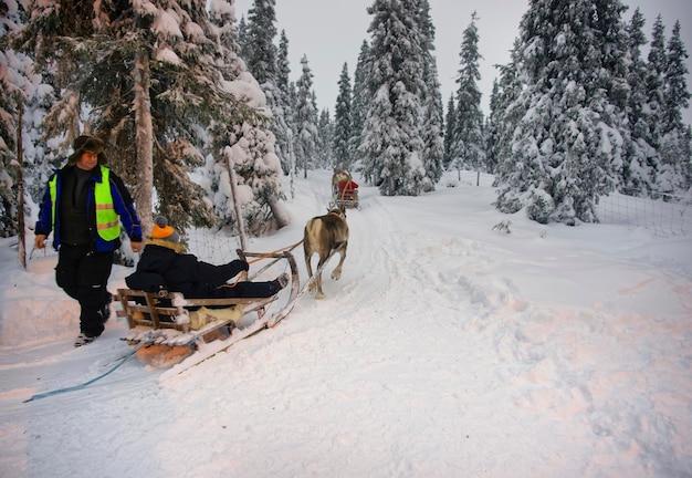 Ruka, Finnland - 31. Dezember 2012: Winter-Ren-Schlittenrennen in Ruka in Lappland in Finnland