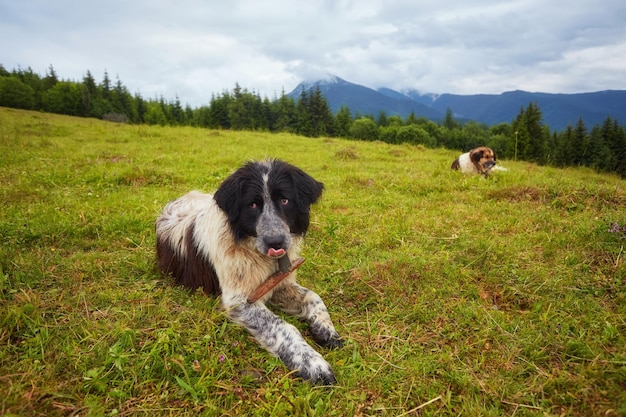 Rumänischer Schäferhund