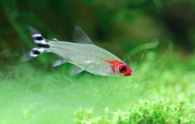 Rummy nose tetra em um aquário verde exuberante