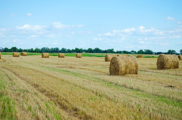 Rundballen Heu auf dem Feld in der Erntezeit