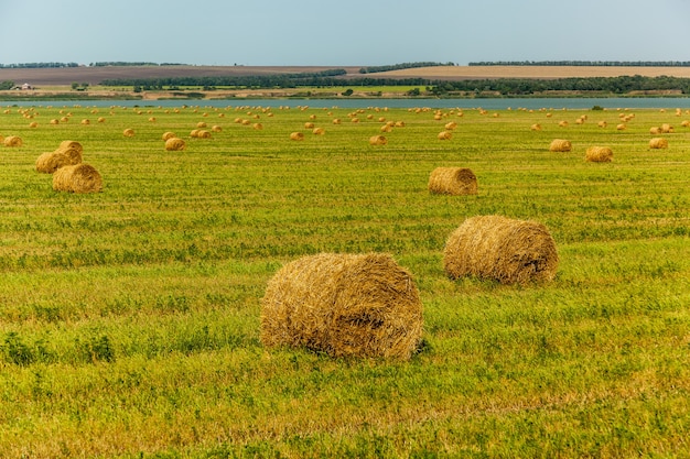 Rundballen Heu nach der Heuernte liegen auf dem Feld