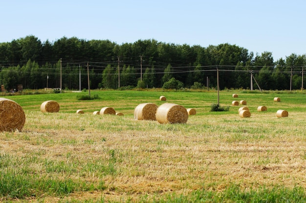 Rundballen Stroh aufgerollt auf dem Feld Heuernte für die Viehaussaat Ernte