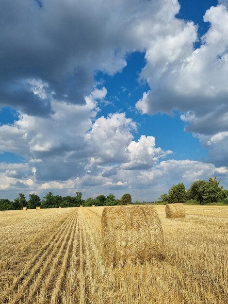 Rundballen Stroh aufgerollt auf Feld gegen blauen Himmel, herbstliche Erntelandschaft