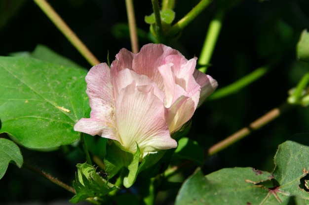 Foto runde gelbe blüten der baumwollpflanze