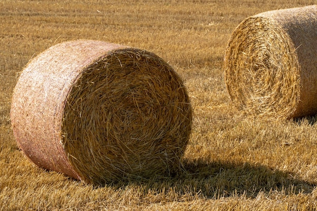 Runde goldene Strohballen liegen nach der Getreideernte auf dem Feld Ein Heuballen in der Nähe Die Erntezeit von Getreide