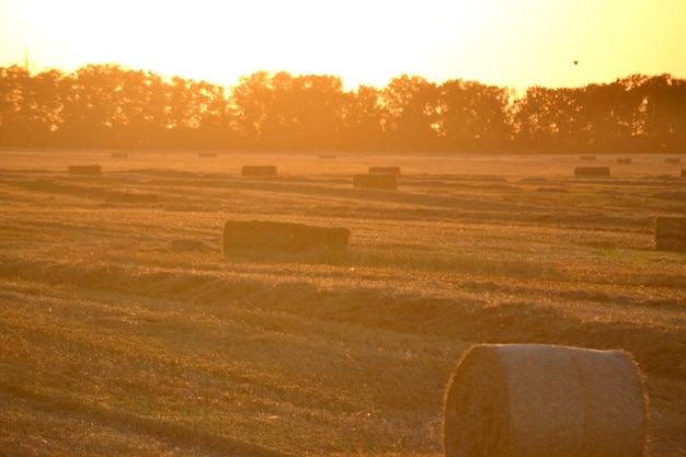 Runde quadratische Ballen von gepressten trockenen Weizenstroh auf dem Feld nach der Ernte Sommer sonniger Abend Sonnenuntergang
