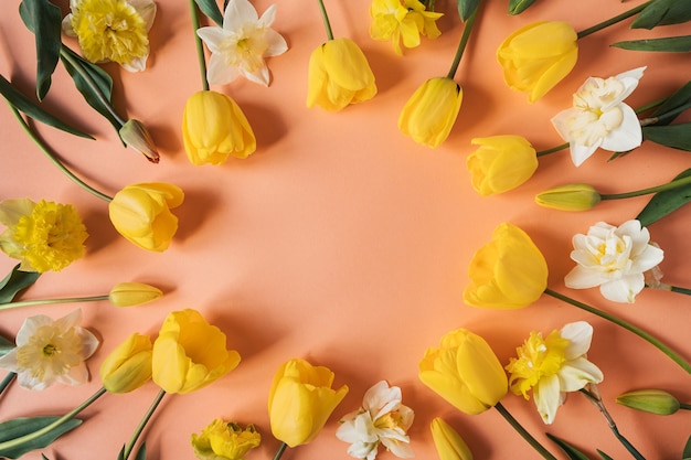 Runder Rahmenkranz aus gelber Narzisse und Tulpenblüten auf Pfirsichrosa