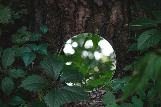 Runder Spiegel im dunkelgrünen Wald abstraktes trendiges Bild in der Nähe des Naturkonzepts