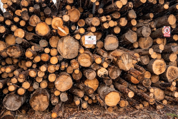 Rundholz Fichtenstämme stapeln Gesägte Bäume aus dem Wald Holzeinschlag Holzindustrie Bäume entlang einer zum Abtransport vorbereiteten Straße fällen