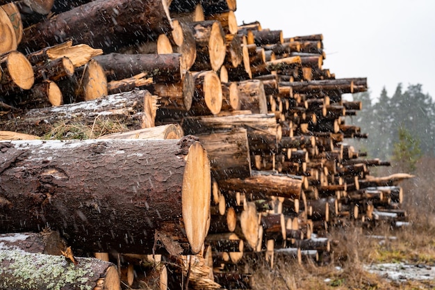 Rundholz Fichtenstämme stapeln Gesägte Bäume aus dem Wald Holzeinschlag Holzindustrie Bäume entlang einer zum Abtransport vorbereiteten Straße fällen