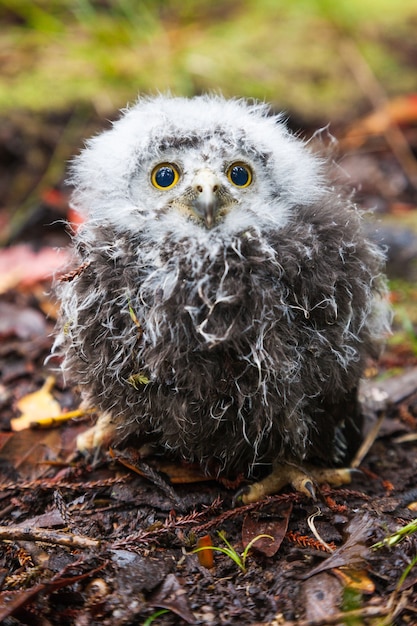 Foto ruru morepork küken stewart island rakiura neuseeland