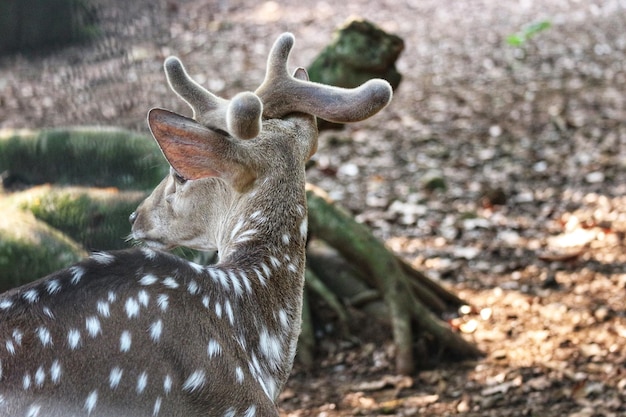 Rusa Totol com o nome científico Axis axis no Zoo em Ragunan